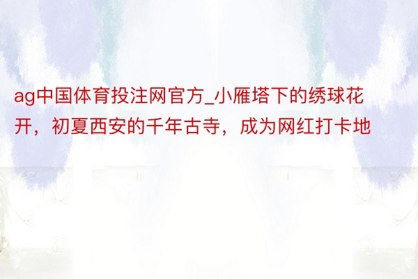 ag中国体育投注网官方_小雁塔下的绣球花开，初夏西安的千年古寺，成为网红打卡地